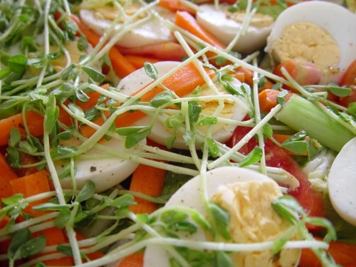 salad
