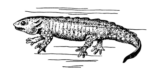 Coloring page salamander