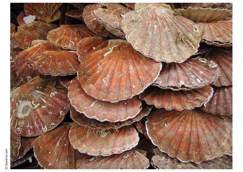 scallops