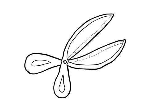 Scissor