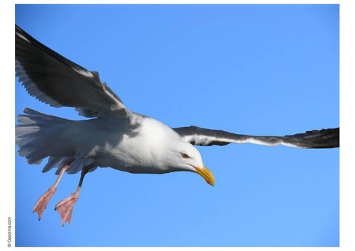 Photo seagull