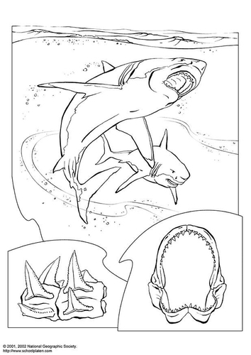 shark