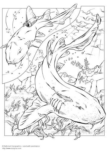 sharks