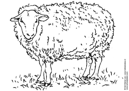 sheep