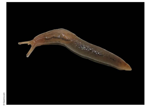 slug