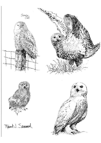 snowy owl