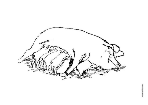 sow