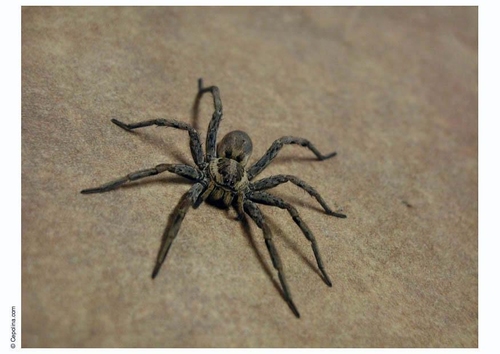 spider