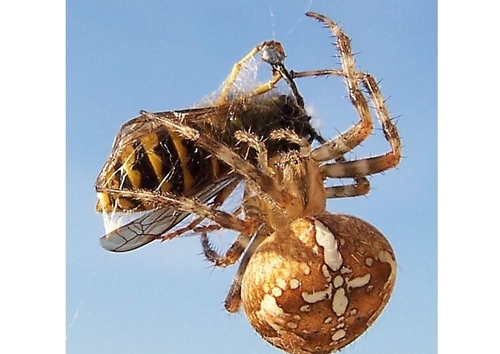 spider takes bee