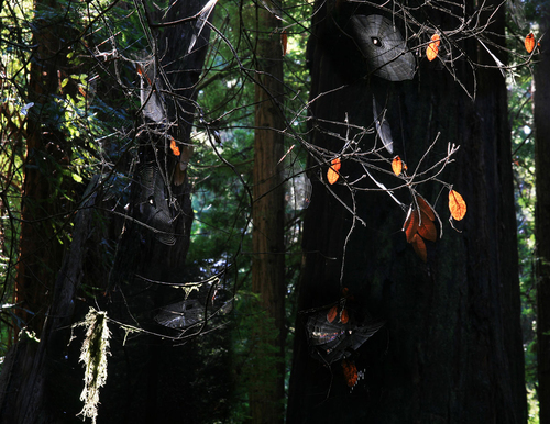 Spider webs