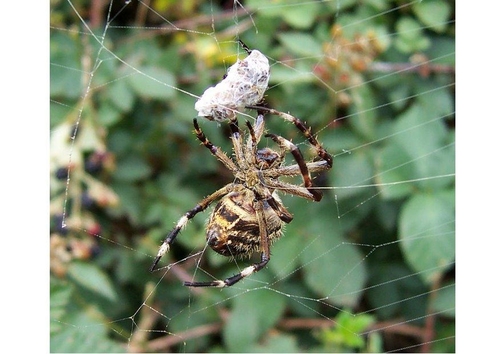 spider with prey