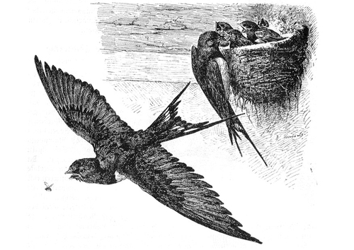 swallow