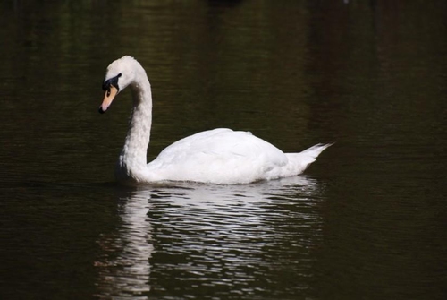swan