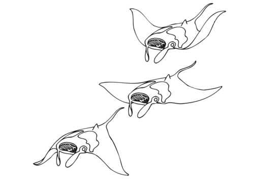 swimming manta ray