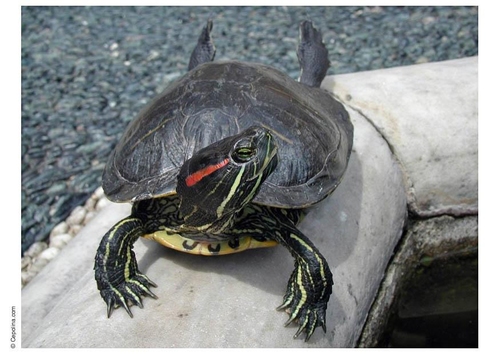 tortoise