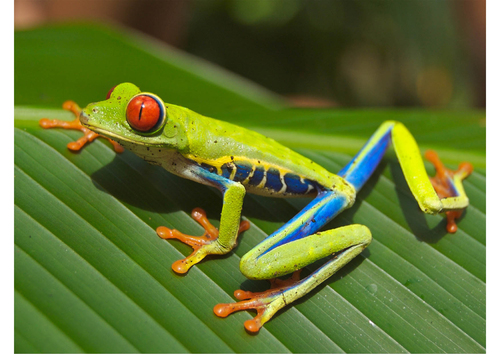 Tree frog