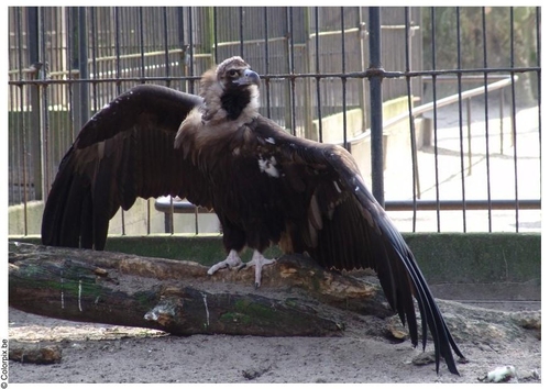 vulture