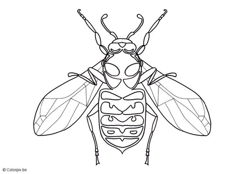 wasp