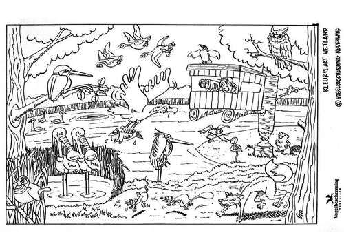 wetland