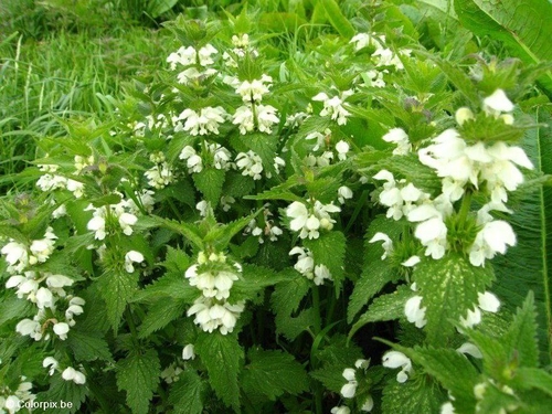 white stinging nettle