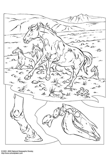 wild horses