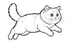 a Persian cat that jumps