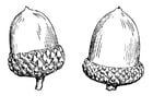 Coloring pages Acorn