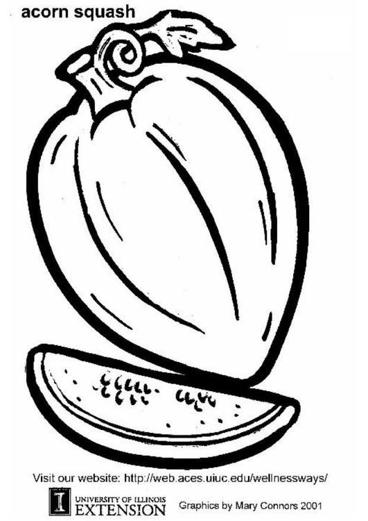 acorn squash