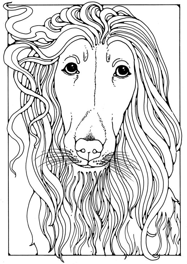 Coloring page Afghan greyhound