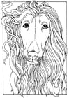 Coloring page Afghan greyhound