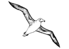 Coloring page albatros