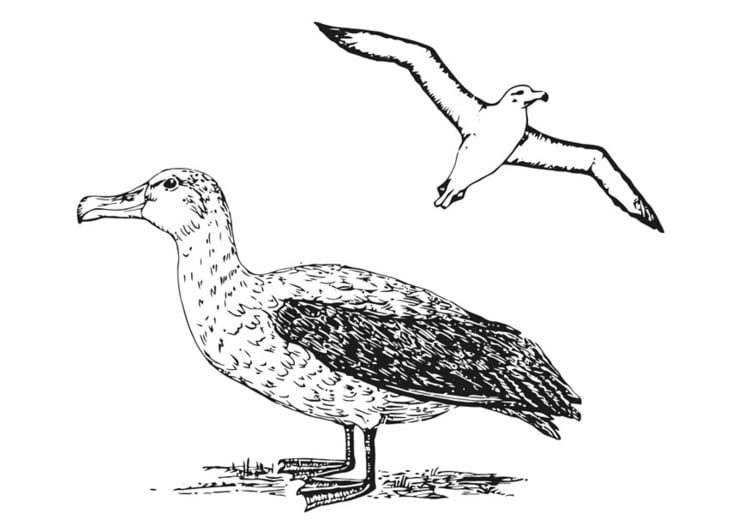 Coloring page Albatross
