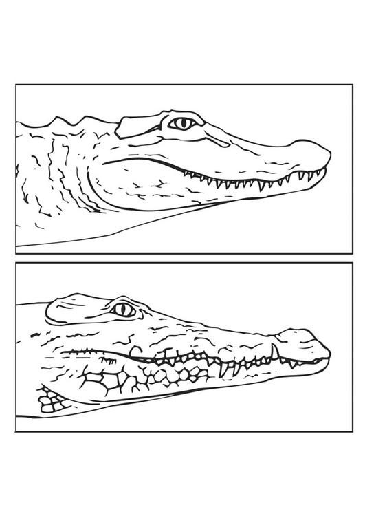 Coloring page alligator and crocodile