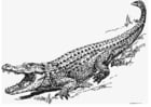 Coloring pages Alligator
