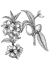 Coloring pages almond tree