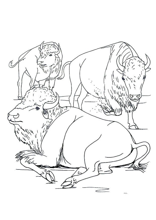 Coloring page American bison