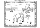 Coloring page american cattle