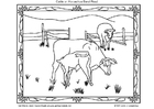 Coloring pages american cattle