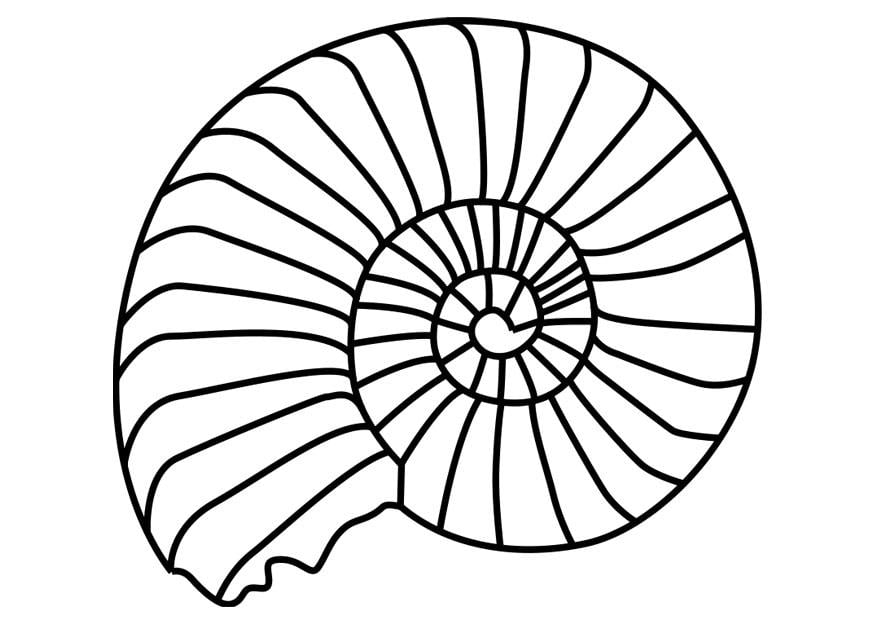 Coloring page ammonite mollusc