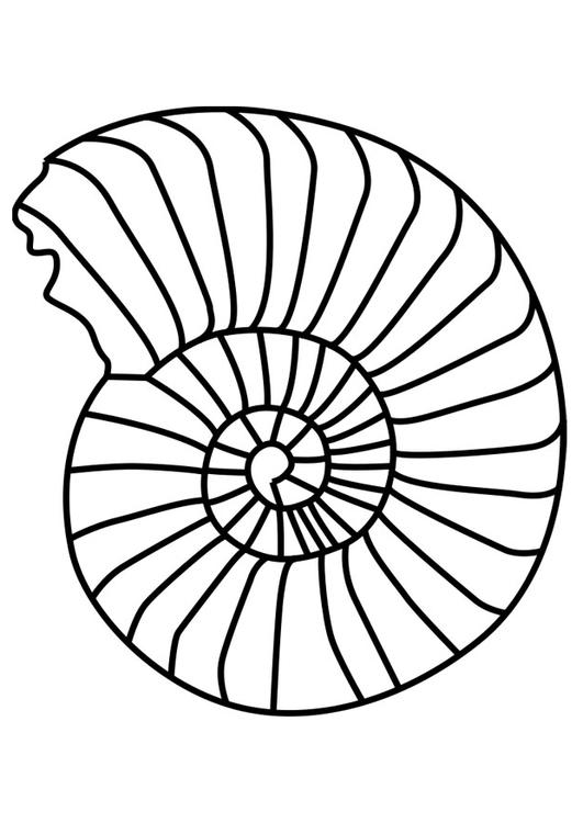 ammonite mollusc