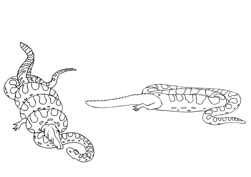 Coloring page anaconda eats lizard