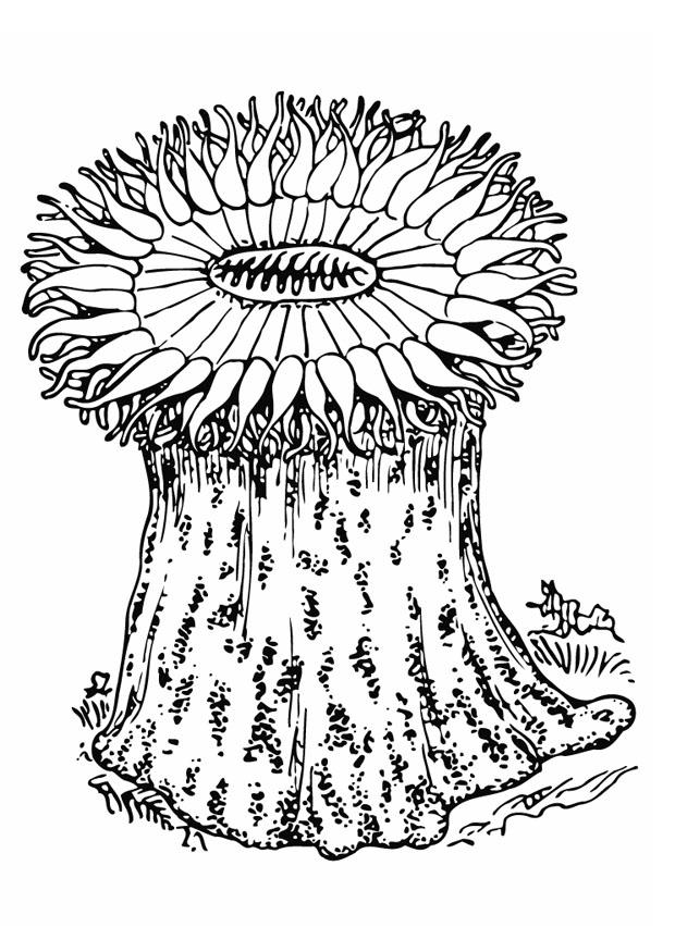 Coloring page anemone