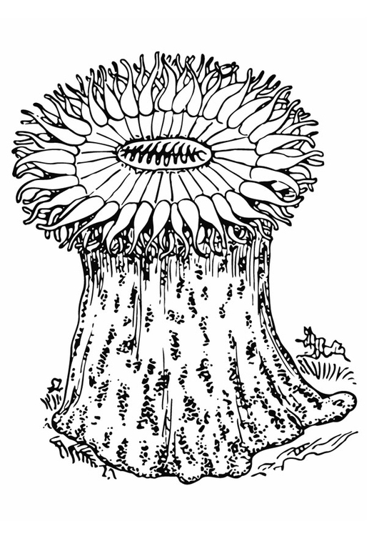 Coloring page anemone