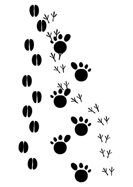 Animal Tracks Coloring Page - High Resolution Download