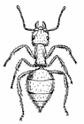 Coloring page ant