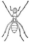 Coloring page ant