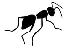 Coloring pages ant