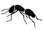 Coloring pages ant