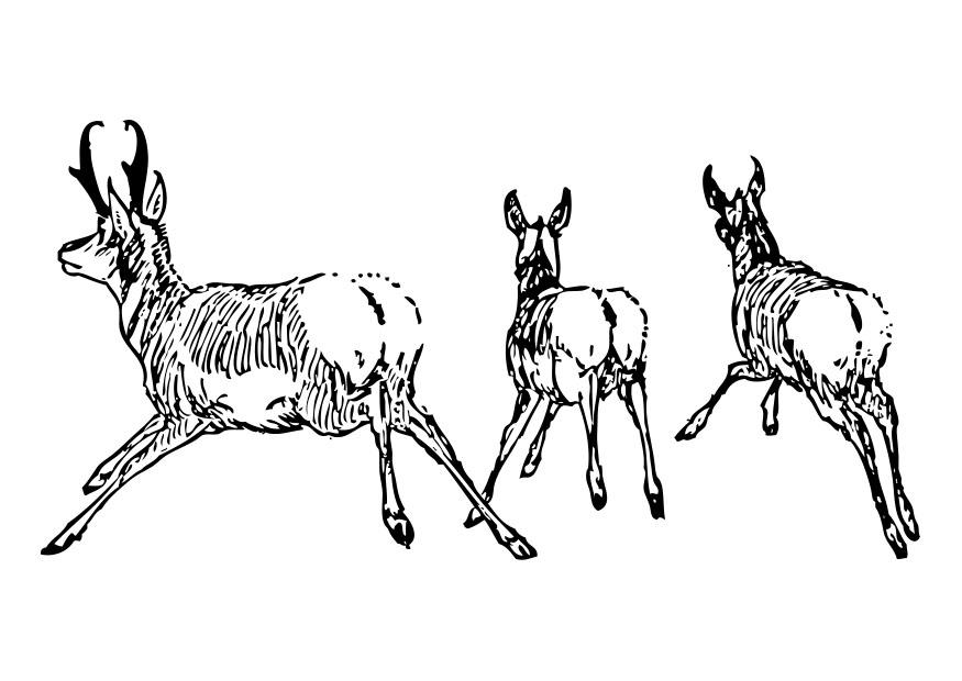 Coloring page antelope