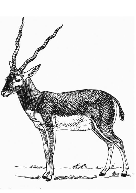 antelope